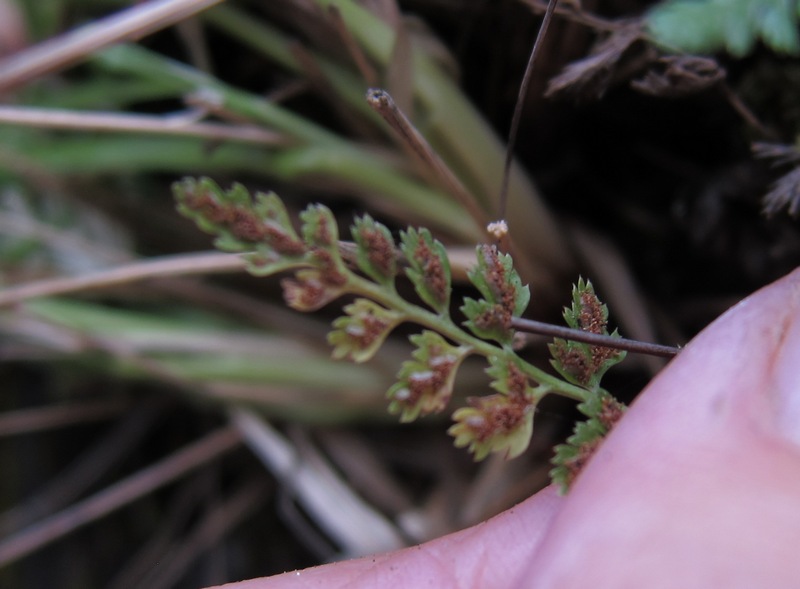 Image of Asplenium altajense specimen.