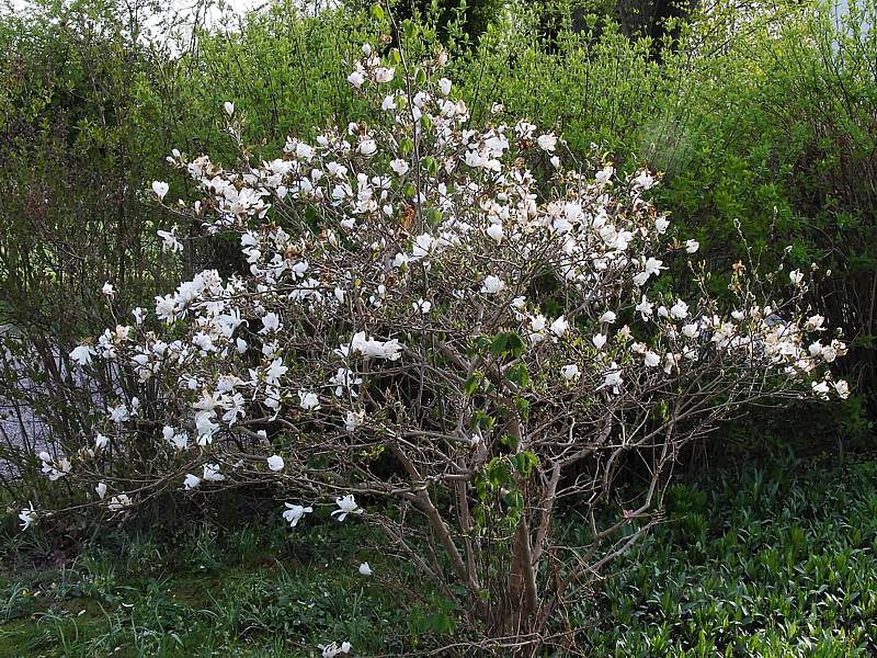 Изображение особи Magnolia stellata.