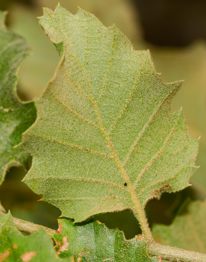 Image of Quercus ithaburensis specimen.