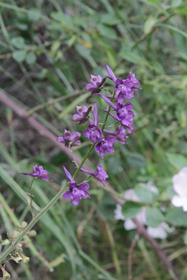 Image of Delphinium ternatum specimen.