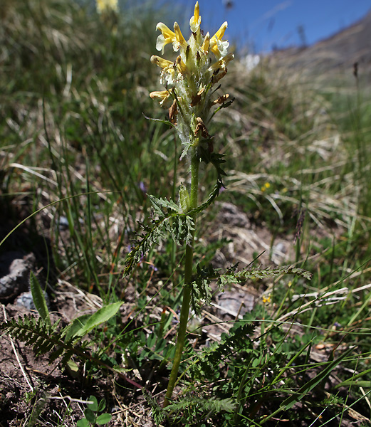 Image of Pedicularis condensata specimen.