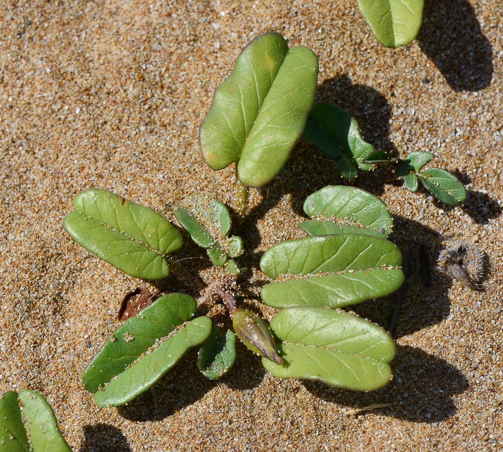 Image of Ipomoea imperati specimen.