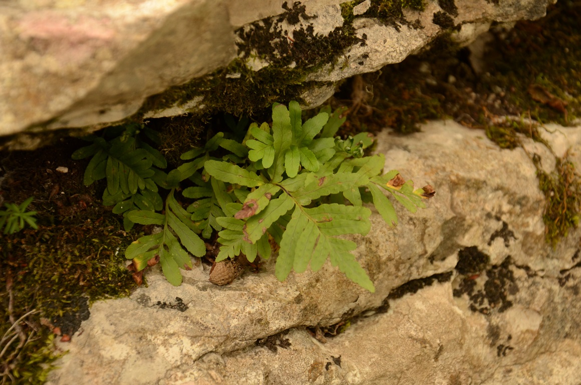 Image of genus Polypodium specimen.