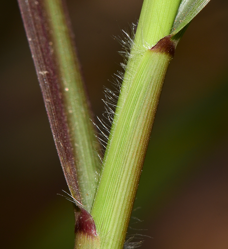 Image of Pennisetum setaceum specimen.