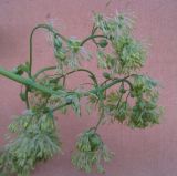 Thalictrum minus