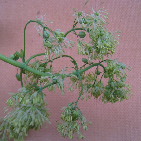 Image of Thalictrum minus specimen.