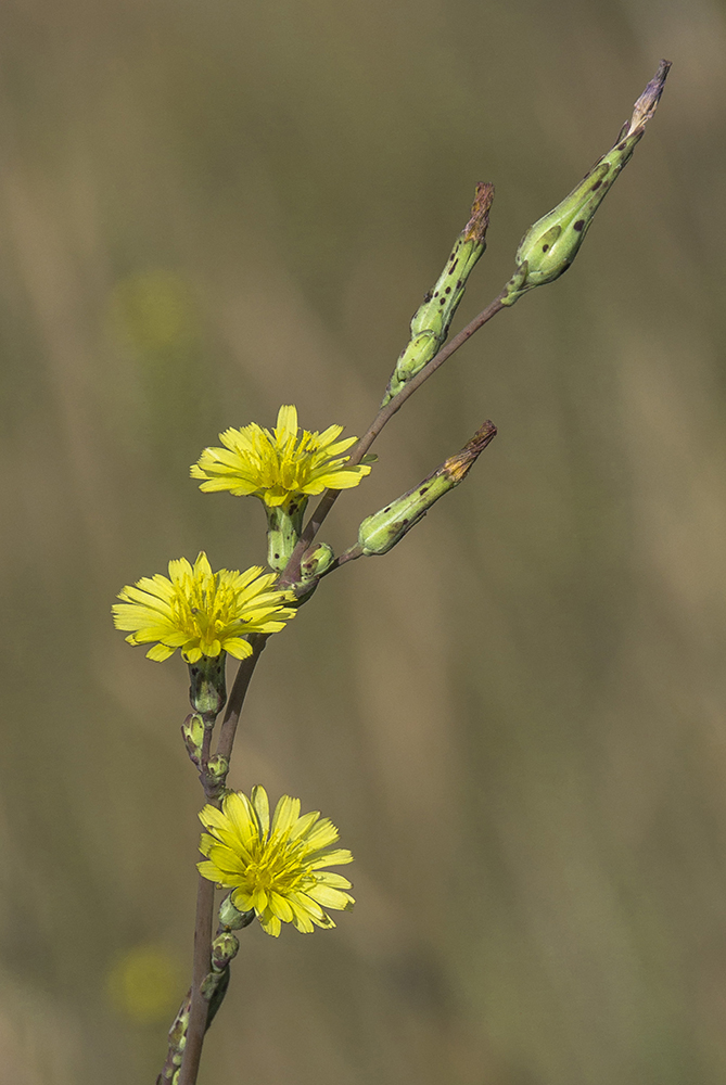 Изображение особи Lactuca serriola.