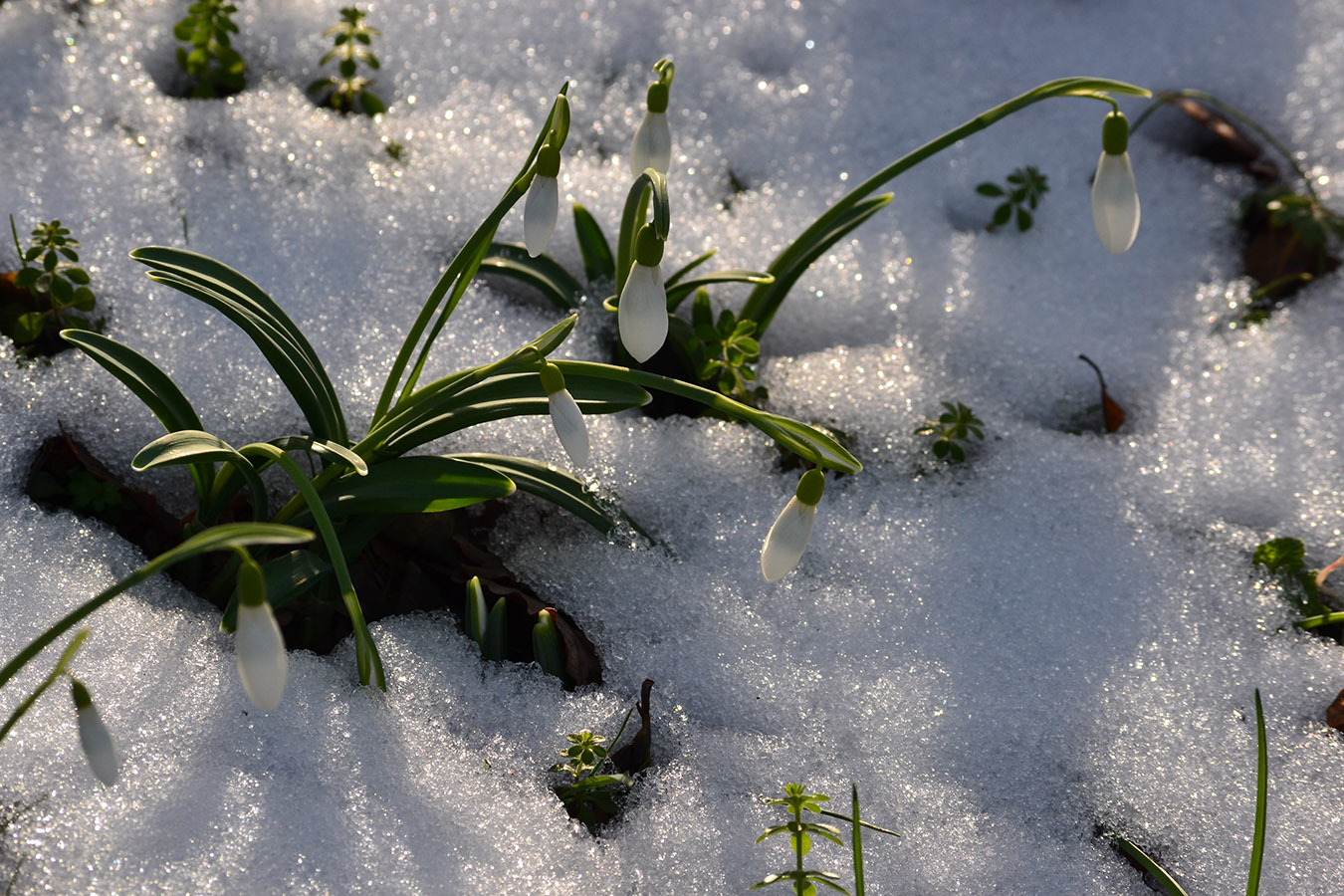 Image of Galanthus plicatus specimen.