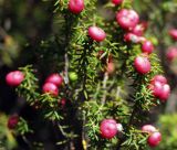 Leptecophylla juniperina. Часть ветви с плодами. Австралия, о. Тасмания, национальный парк \"Крэдл Маунтин\". 26.02.2009.