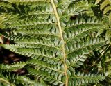 Polystichum setiferum. Средняя часть вайи. Германия, г. Bad Lippspringe, Kaiser-Karls Park. 02.02.2014.