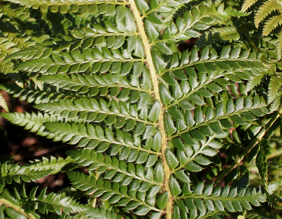 Image of Polystichum setiferum specimen.