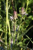 Dactylorhiza fuchsii. Боковые побеги цветущего растения. Карельский перешеек, на обочине просеки газопровода к ЮЗ от пос. Дранишники. 07.07.2009.