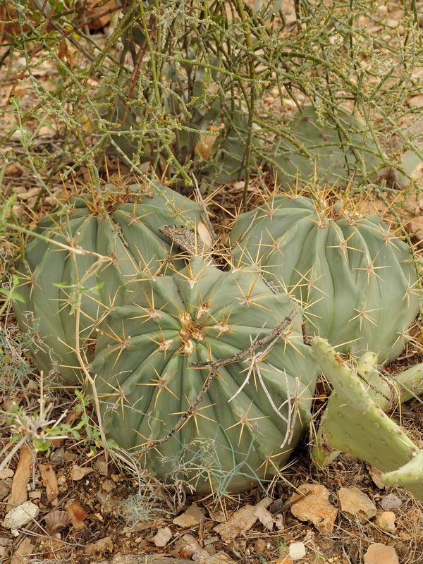 Изображение особи Ferocactus pottsii.