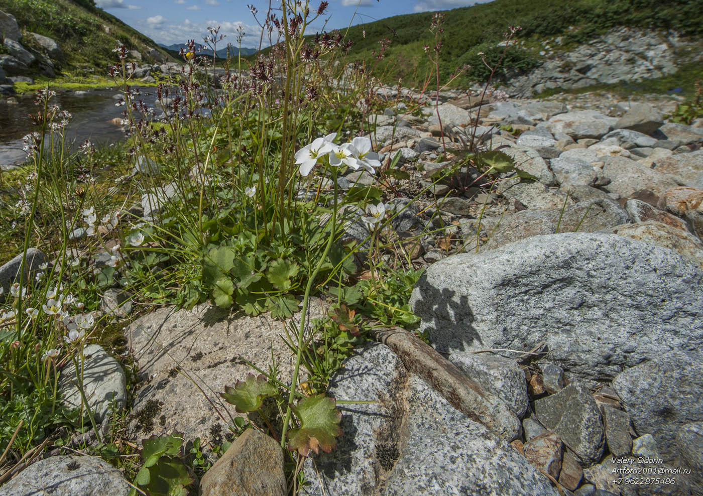 Image of Cardamine microphylla specimen.