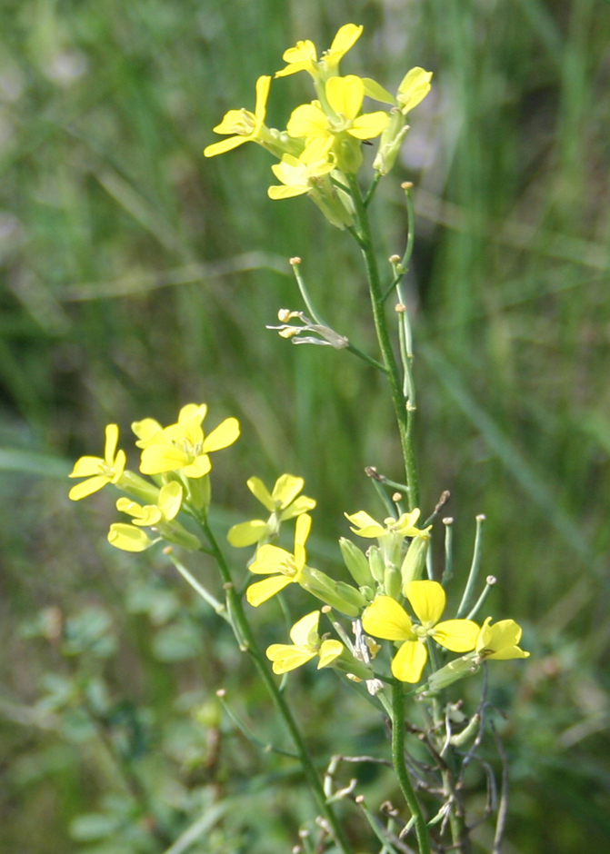 Image of Erysimum canescens specimen.