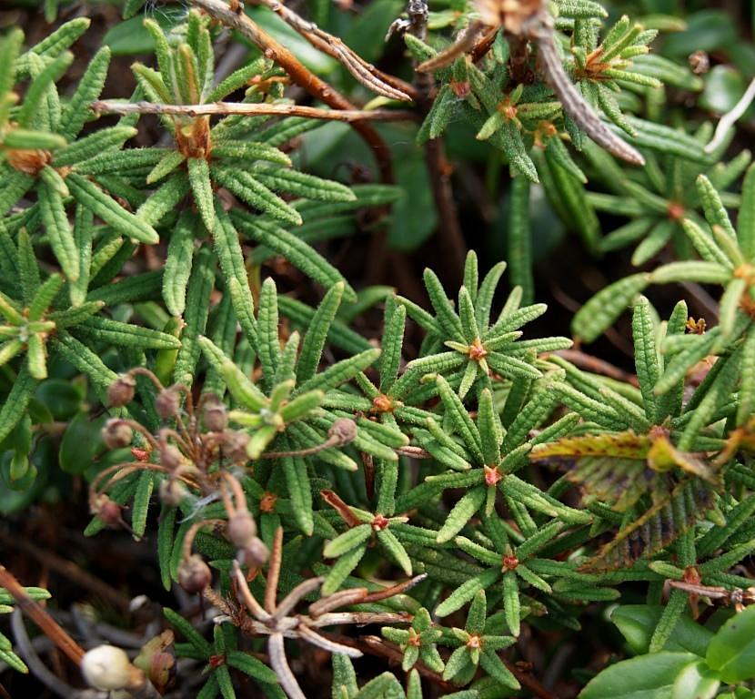 Image of Ledum decumbens specimen.