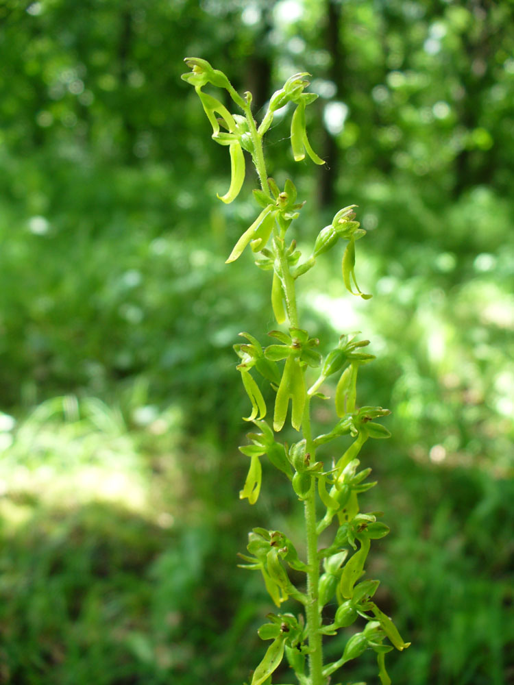 Изображение особи Listera ovata.