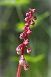 Pyrola minor. Соцветие. Ленинградская обл., Ломоносовский р-н, Копорье, сосновый лес. 22.06.2014.