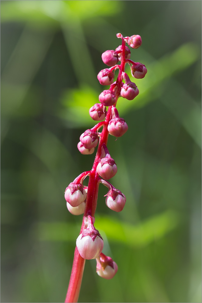 Image of Pyrola minor specimen.