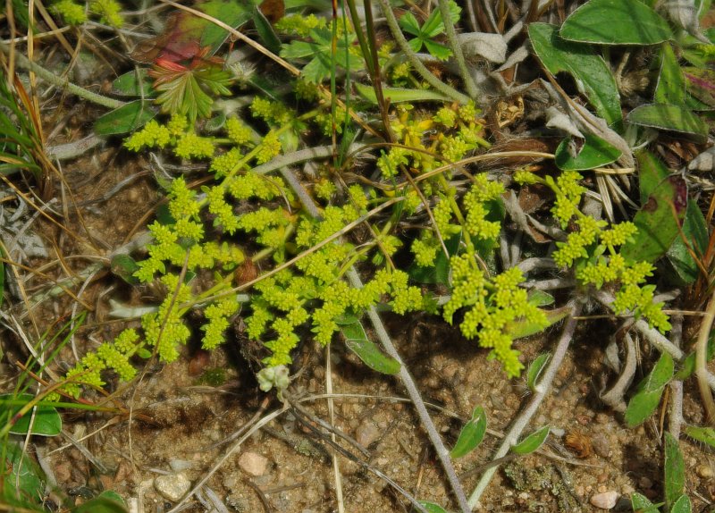 Изображение особи Herniaria glabra.