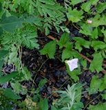 Calystegia hederacea