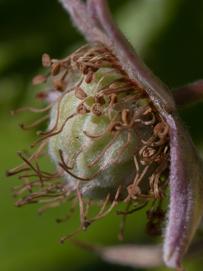 Image of Rubus idaeus specimen.