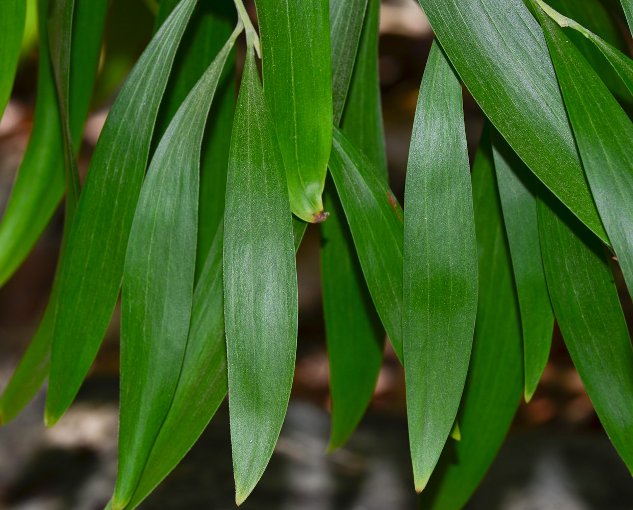 Image of Acacia melanoxylon specimen.