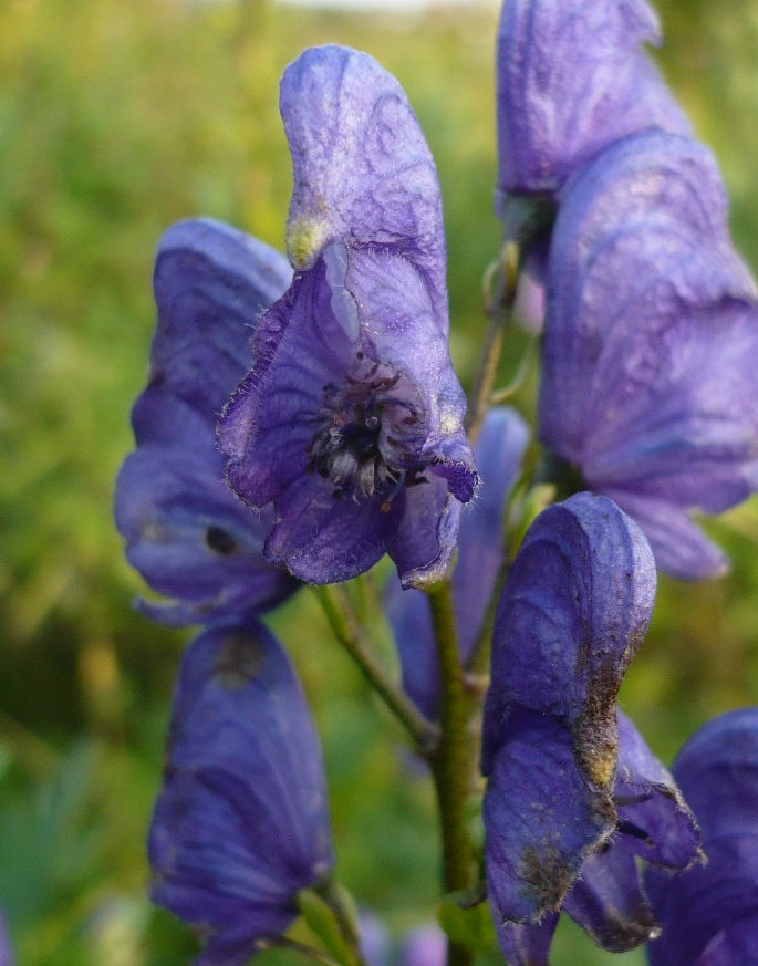 Image of Aconitum baicalense specimen.