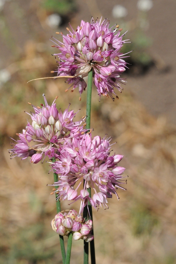 Image of Allium psebaicum specimen.