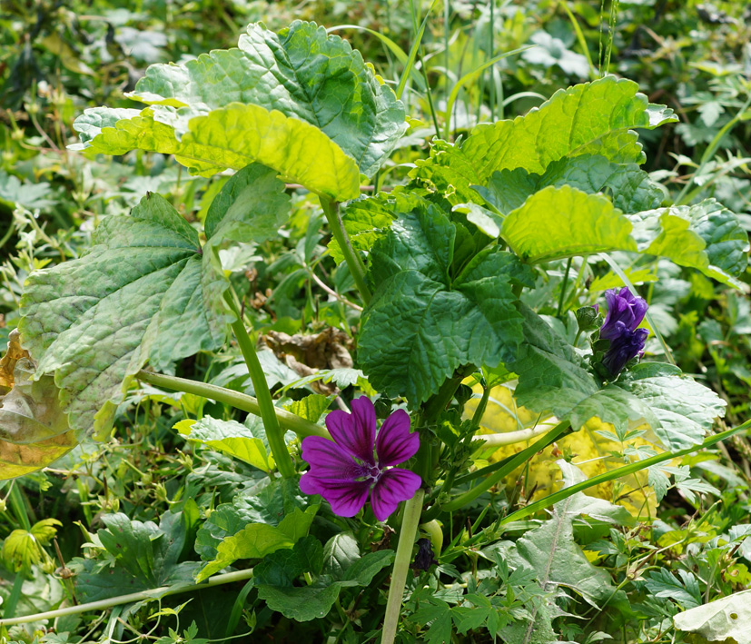 Image of Malva mauritiana specimen.