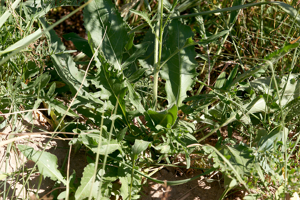 Изображение особи Centaurea scabiosa.