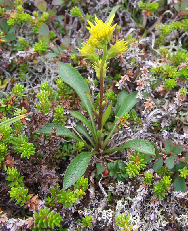 Image of Solidago virgaurea ssp. lapponica specimen.