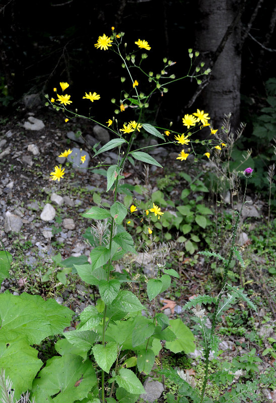 Image of Lapsana grandiflora specimen.