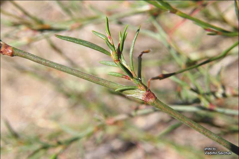 Image of Polygonum salsugineum specimen.