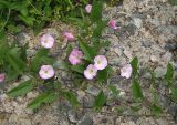 Convolvulus arvensis