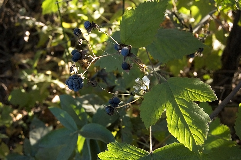 Изображение особи Rubus caesius.