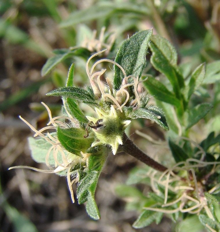 Image of Ambrosia artemisiifolia specimen.