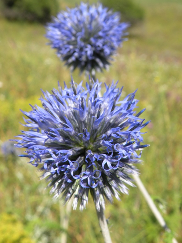 Изображение особи Echinops ruthenicus.