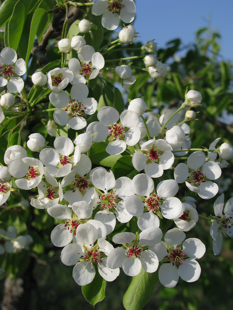 Image of Pyrus communis specimen.