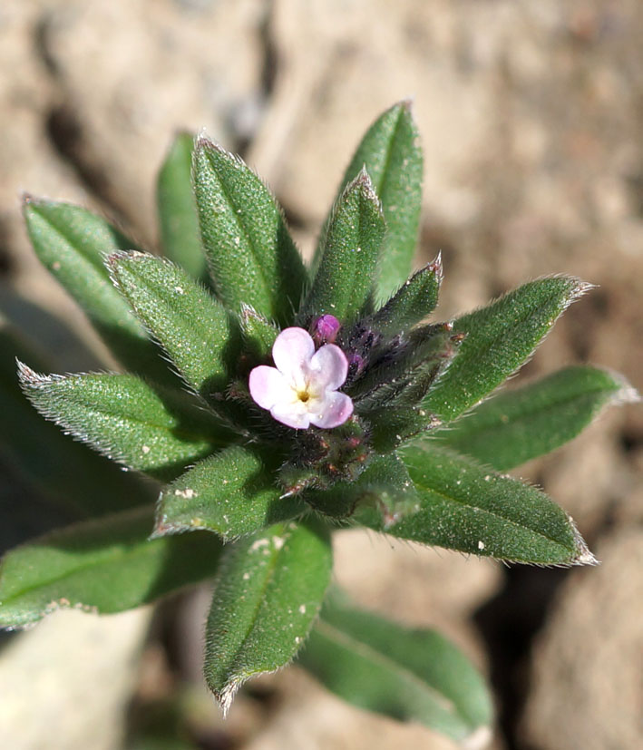 Image of Buglossoides arvensis specimen.