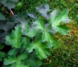 Heracleum sibiricum