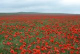 Papaver rhoeas