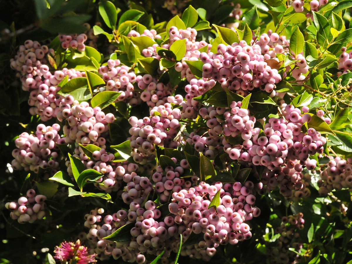 Image of Syzygium smithii specimen.