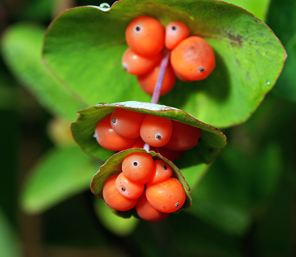 Изображение особи Lonicera dioica.