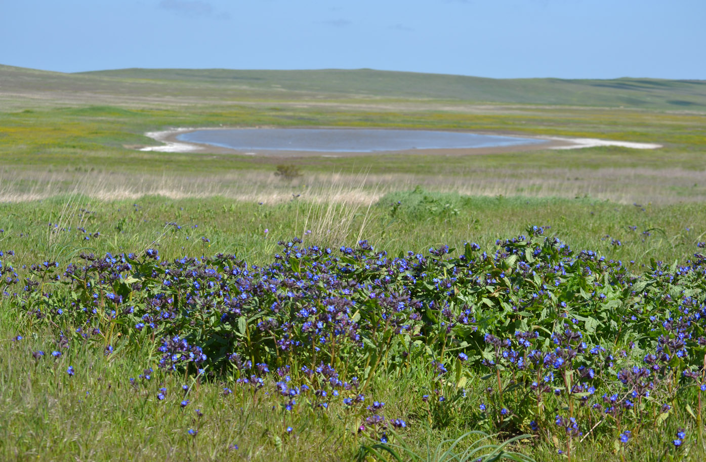 Image of Anchusa pusilla specimen.