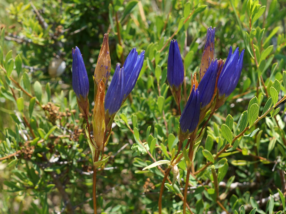 Image of Gentiana olivieri specimen.