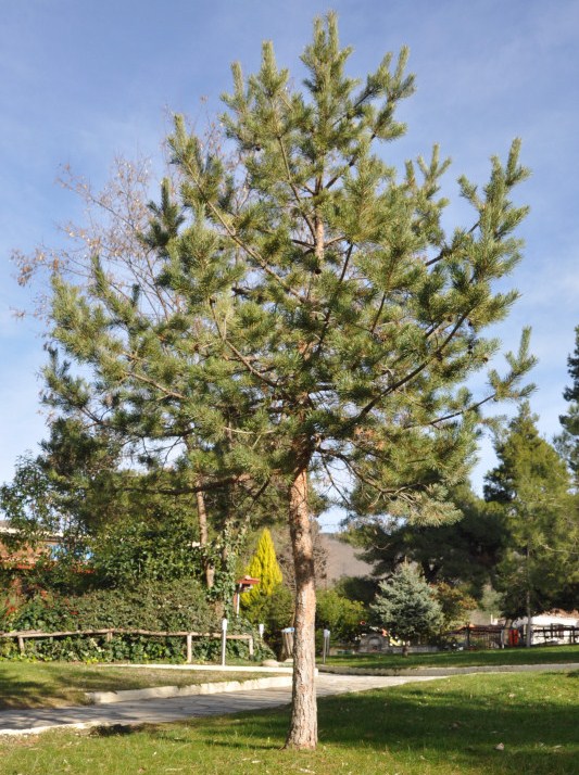 Image of genus Pinus specimen.