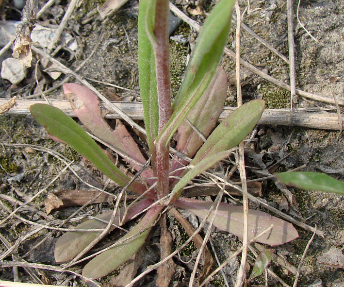 Image of Crepis tectorum specimen.