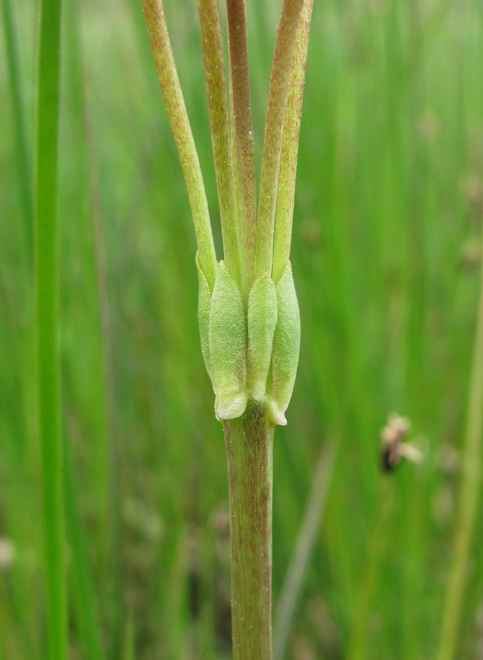 Image of Primula finmarchica specimen.