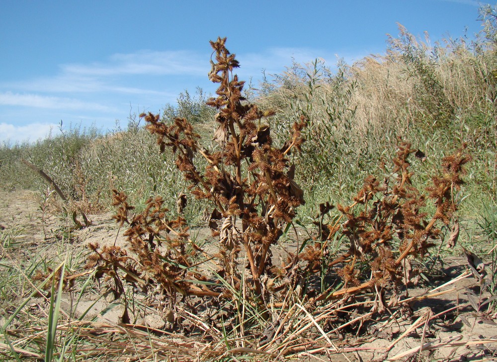 Image of Xanthium orientale specimen.